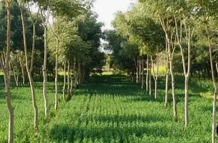 Agroforestry-image