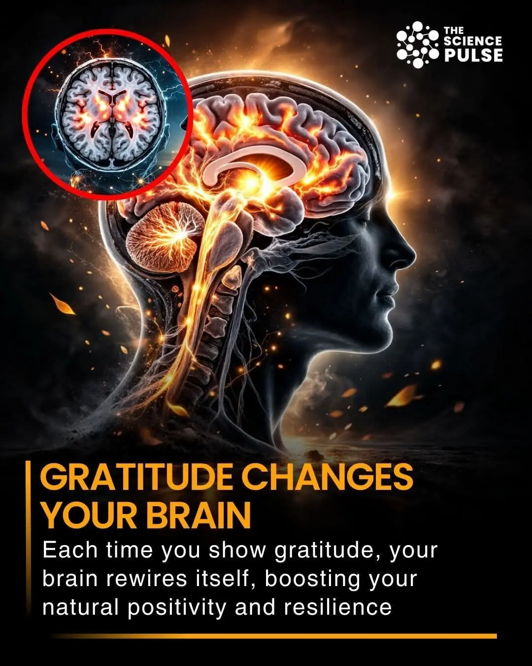 the-neuroscience-of-gratitude